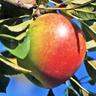 AAPL Tree profil fotoğrafı