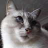 Profilbild von Little Kitty
