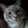 Cat's profile picture