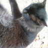 Profilbild von tierraquemada