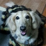 マドリディスタ's profile picture