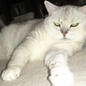 ねこの肉球 的头像