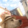 Seán O Reilly profil fotoğrafı
