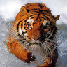 Nomade123's profile picture