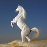 الخيل الاصيل's profile picture
