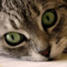 KittenKlawz ***Love, Hope, Faith*** 的头像