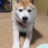 みけにゃん profil fotoğrafı