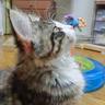 空猫 的头像