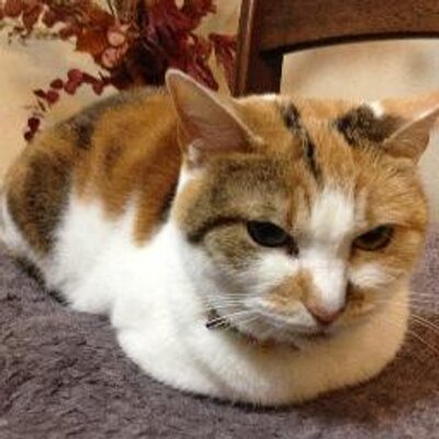 EMURA Tetsuya's profile picture
