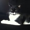 S. T. Cooper's profile picture