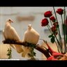 Fåtööмањ profil fotoğrafı