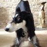 Arabian Saluki's profile picture