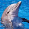 Фото профиля Dolphin Show