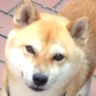 chappy's profile picture