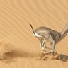 سبحان الله 的头像
