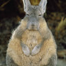 Фото профиля Profoundly Useless Vizcacha