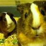 Paul Stroud 的头像