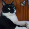 kote-suke's profile picture