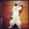いたる's profile picture