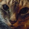 Фото профиля ねこ木風