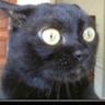 Gato Cabreado's profile picture
