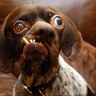 Idog 's profile picture