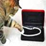 猫に真珠 的头像