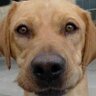 sheeba08 🇺🇸 profil fotoğrafı