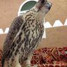 Profilbild von aziz alsaud