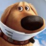 Dogrock's profile picture