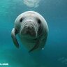ジュゴン(写真はマナティ) profil fotoğrafı