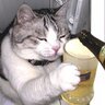 もけけ 的头像