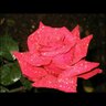 Profilbild von rose n shine