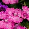 Фото профиля bbkrazie