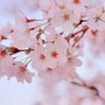 sakumasa profil fotoğrafı