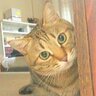 ジンにゃん profil fotoğrafı