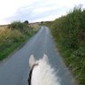 Owned by cats and horses 🐱🐾🐎's profile picture