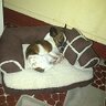 Delia Castillo's profile picture