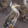 Profilbild von Duck Person