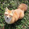 Фото профиля Fox