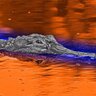 Profilbild von FloridaOffshoreFishing3