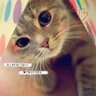 あかね🐱STARTO (旧ジャニーズ) 掲載雑誌の予約開始&表紙解禁情報📖's profile picture
