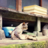 Profilbild von くるん