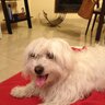 jose luis's profile picture