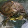 Profilbild von Michaelangelo