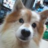 黒逆🦊's profile picture