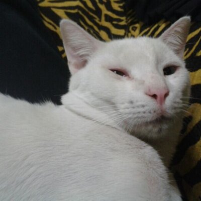 Benedicto Lozano Gir's profile picture