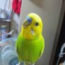 Profilbild von みんみん🐦️☃