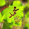 muslemah profil fotoğrafı