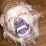 SmilingDog profil fotoğrafı